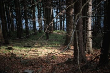 Autumn woods in the mountains