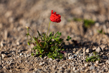 Sticker - beautiful poppy field in red and green landscape 