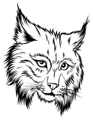 Sticker - The illustration shows an angry bobcat face. The wild animal has sharp fangs and looks scary.