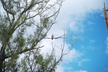 branches against blue sky