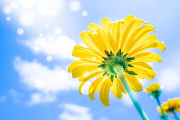 Wall Mural - rudbeckia flower on blue sky background