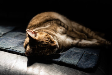 Poster - cat sleep on a sofa