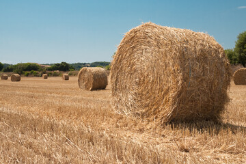 Wall Mural - Harvested field with straw bales in summer 