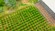Drone View Of Pepper Garden In Phu Quoc Island, Vietnam