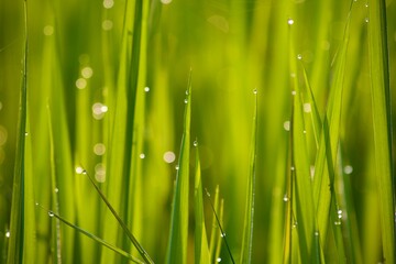 green grass with dew drops