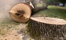 Felled Tree Trunk And Large Stump - Tree Removal Suburban