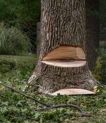 Tree with Dutchman Notch for Felling - Tree Removal Suburban Landscaping