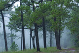 Fototapeta Las - pine trees in the fog