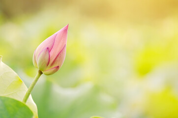 Wall Mural - Morning lotus