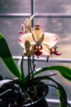 Creamy Yellow Orchid With Purple Details Near Window