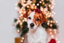 Cute Jack Russell Dog At Home By The Christmas Tree With Red Present Lace Ornament On Head