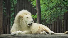 A White Lion Sits Tired On A Stone.