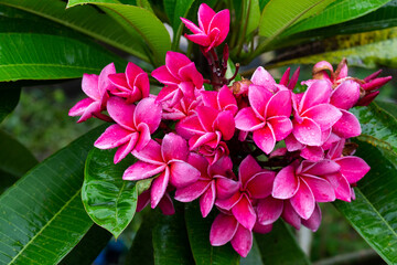 Wall Mural - Beautiful Pink Plumeria flowers with rain drops