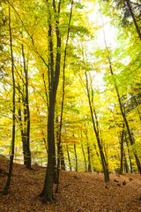 Canvas Print - Trees in the autumnal forest