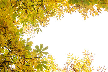 Wall Mural - Autumnal leaves against the clear sky