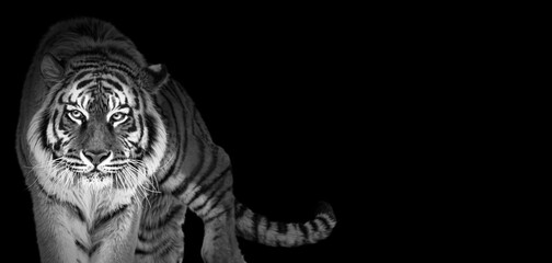 tiger portrait in black and white colors, world wildlife day concept, spectacular majestic proud ani