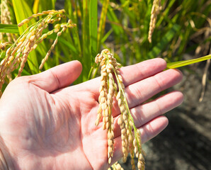 Sticker - Farmer hand ready to receive mature rice