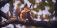 Red-haired Cute Squirrel Gnaws A Nut On A Tree Branch In The Autumn Forest