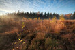 morning sunlight over marsh with orange autumn birch trees