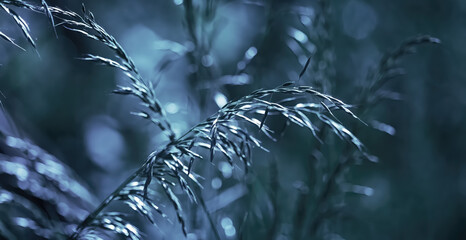 Wall Mural - Wild grass on a sun light