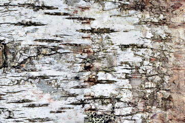 Wall Mural - Natural birch bark background. Birch bark natural texture background