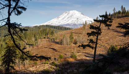 Adams Forest Clear Cut Logging Slash Land Devastation Deforestation