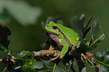 Wall Mural - European green tree frog in the natural environment, Hyla arborea, Czech Republic