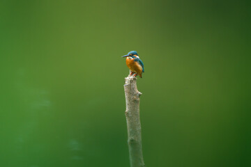 Wall Mural - Beautiful female bird, Common Kingfisher (Alcedo atthis) on a branch