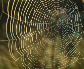 Canvas Print - Spiderweb background