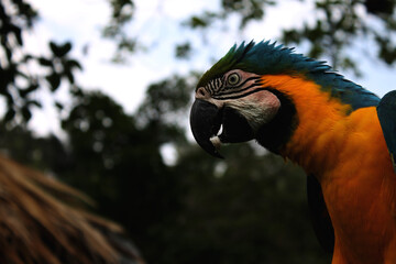 macaw free 