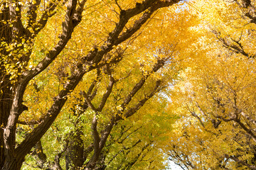 Wall Mural - Autumn yellow ginkgo trees in sunny day　秋の銀杏並木（東京・神宮外苑）