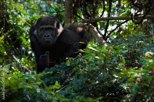 Cuadros en Lienzo The young male lowland gorilla.