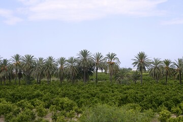 Sticker - Palm trees in an Mediterranean orange tree field