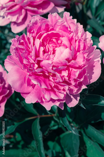 Pale pink peonies on a background of green leaves.