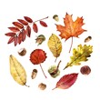 leaves of various trees in autumn colors. set of drawings made by watercolors