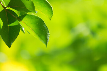 Canvas Print - Green leaves 