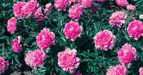 Pale pink peonies on a background of green leaves.