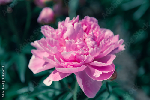 Pale pink peonies on a background of green leaves.