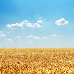 Poster - field with golden harvest and cloudy sky