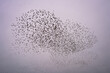 Swarm of starlings forming a pattern in the sky