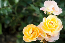 Three Yellow Roses On A Background Of Green Leaves In The Garden Top View