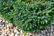 © rvo233 - Serbian spruce Karel (Picea omorica Karel) - dwarf ornamental evergreen conifer