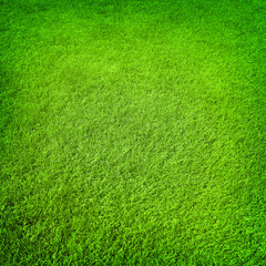 Canvas Print - Green grass background