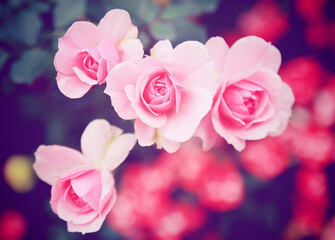 Sticker - Pink rose in garden with retro filter effect