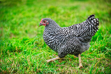 Chicken Walking On Green Pasture