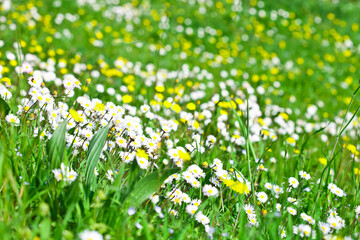 Wall Mural - daisy flowers field 