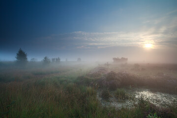 Poster - sunrise in denfe fog over swamp