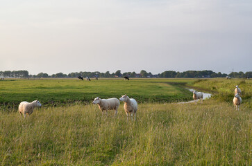 Poster - sheep on green pasture