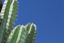 Green Cactus Background In Mexico