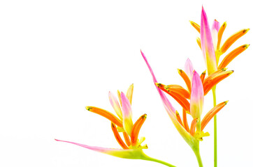 Wall Mural - Heliconia Sassy